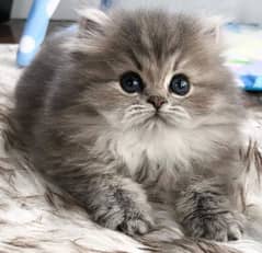 Persion kitten Available