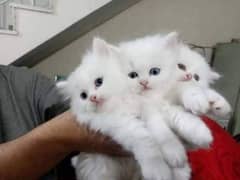Persion kitten Available
