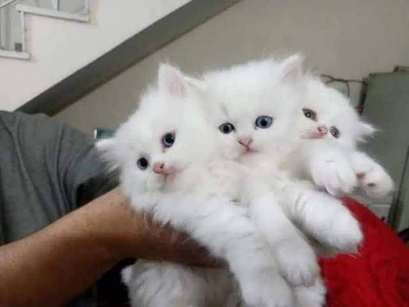Persion kitten Available 4