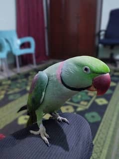Raw Parrot hand tame Male