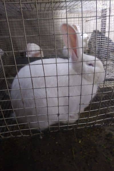 Rabbits breeds for sale, Newzeland white, hotot dwarf Flemish, 4