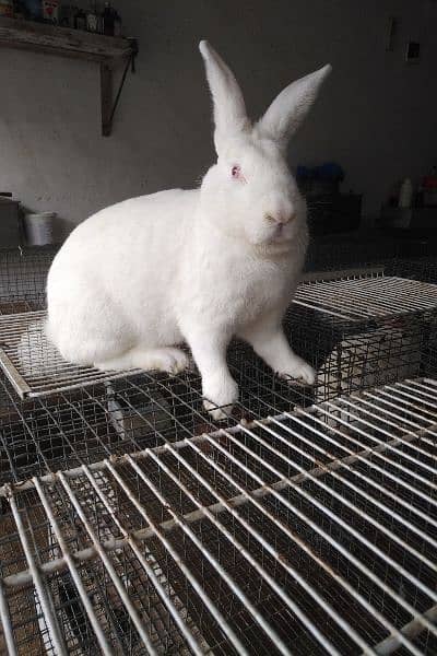 Rabbits breeds for sale, Newzeland white, hotot dwarf Flemish, 5