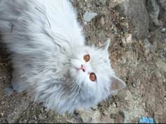 persian female cat 0