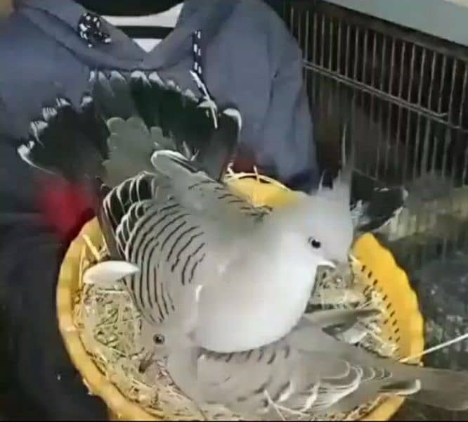 Crested  Dove  Pairs       کرسٹڈ  ڈوو  جوڑے 0