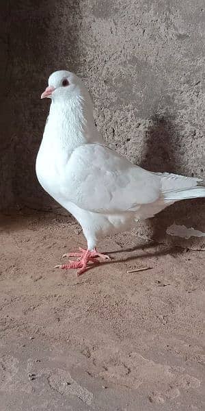 breeder pair  king pigeon A* quality 2