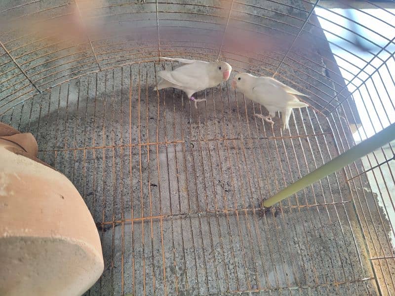 albino black eyes pair with cage ready to first breed 2