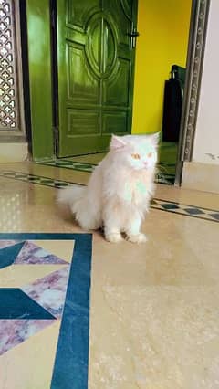 beautiful persian long coat cat