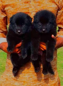 Black Mask German shepherd Puppies | German shepherd Pair For Sale