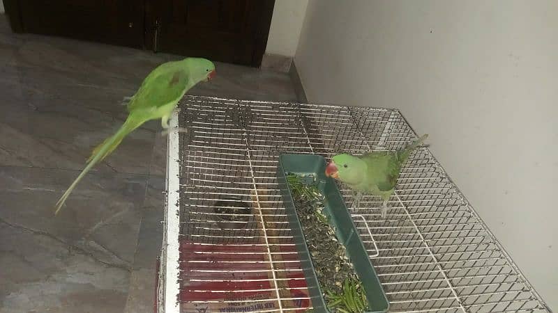 Raw parrots for Sale 3