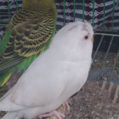 budgie parrots pathay red eyes 370 and black eyes 350 each for sale