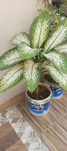 Dumb cane tree for sale 0