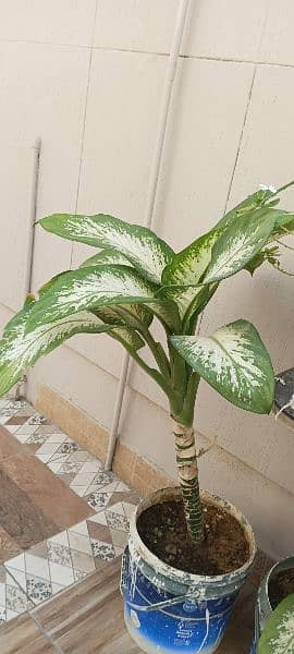 Dumb cane tree for sale 1