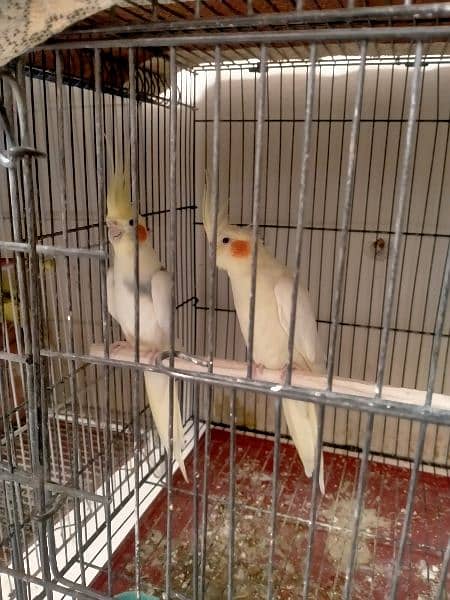 Cockatiel breeder pair 1