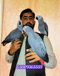 African Grey / African Grey Parrot / Parrot for sale / Parrots