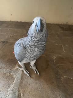 African gray parrot 2 year old talking and healthy eating