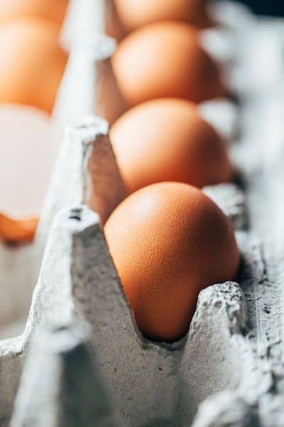 100% fertile Bengum, Australorp, Lohman Brown eggs for Sale (COD) 5