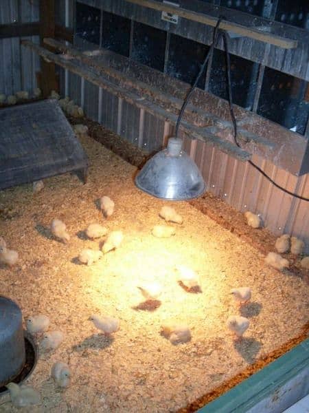 High-Quality Bengum, Muska Australorp Birds and Fertile Eggs for Sale! 10