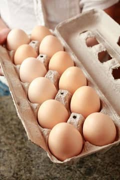 100% Fertile Eggs Available for Sale on 1st Order Get 1 Egg Free