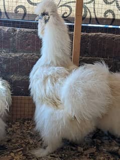Different Fancy top Quality Chicks ,Eggs Available polish,Silkie,heavy 0