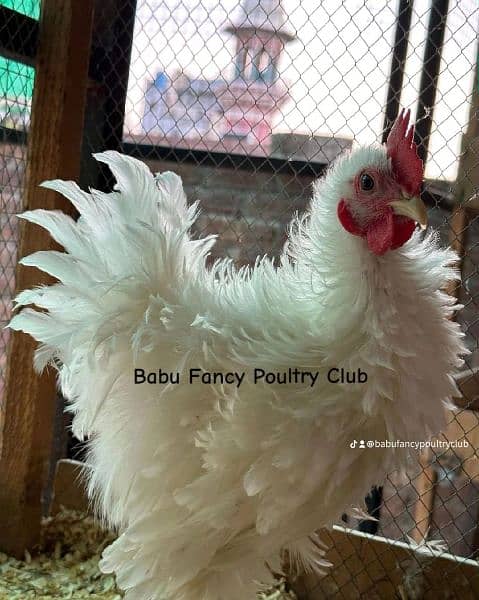 Different Fancy top Quality Chicks ,Eggs Available polish,Silkie,heavy 3