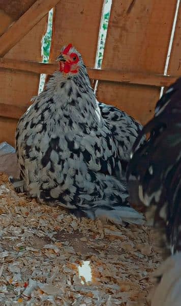 Different Fancy top Quality Chicks ,Eggs Available polish,Silkie,heavy 4
