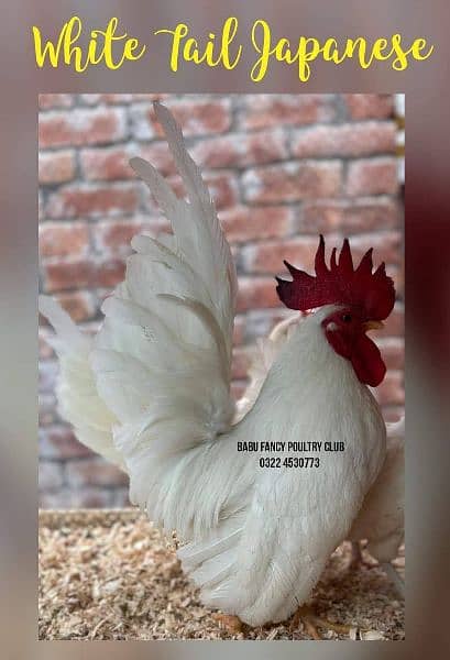 Different Fancy top Quality Chicks ,Eggs Available polish,Silkie,heavy 5