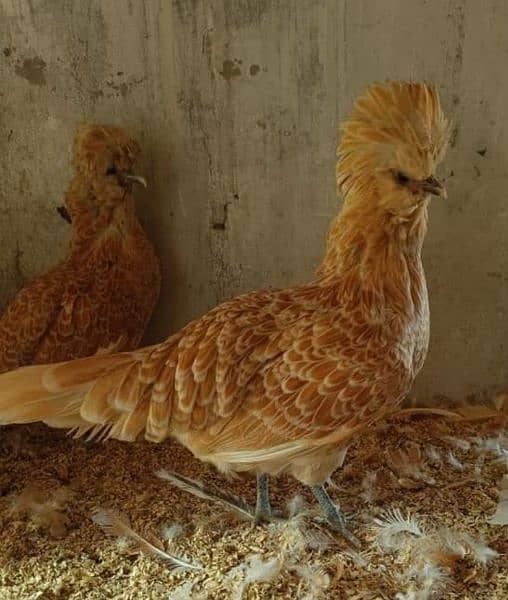 Different Fancy top Quality Chicks ,Eggs Available polish,Silkie,heavy 10