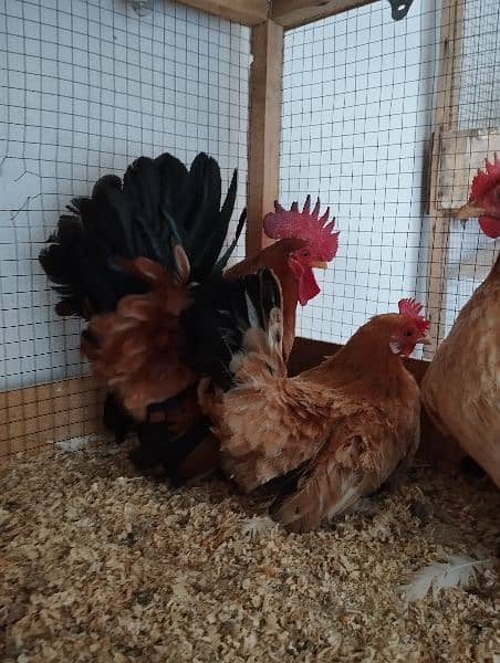 Different Fancy top Quality Chicks ,Eggs Available polish,Silkie,heavy 13