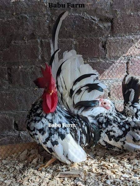 Different Fancy top Quality Chicks ,Eggs Available polish,Silkie,heavy 15