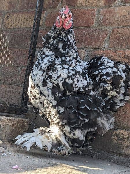 Different Fancy top Quality Chicks ,Eggs Available polish,Silkie,heavy 17