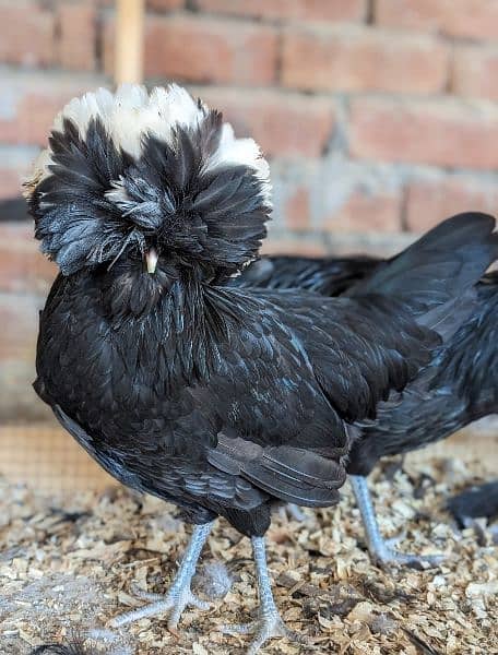 Different Fancy top Quality Chicks ,Eggs Available polish,Silkie,heavy 19