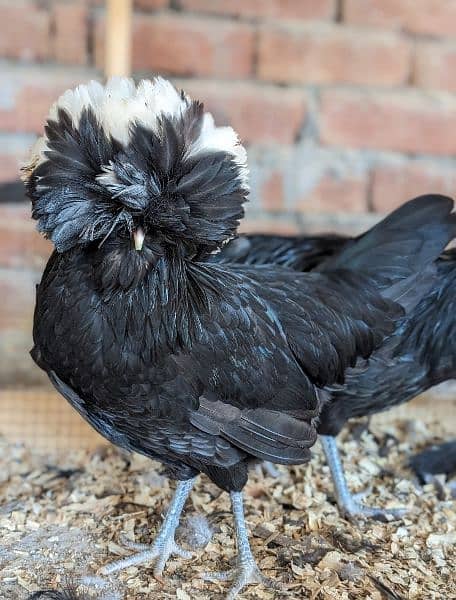 Different Fancy top Quality Chicks ,Eggs Available polish,Silkie,heavy 18