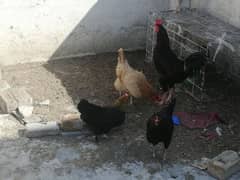 Golden misri hen and cock 0