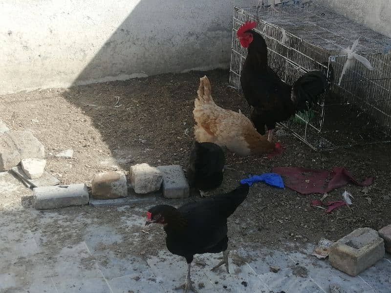 Golden misri hen and cock 1