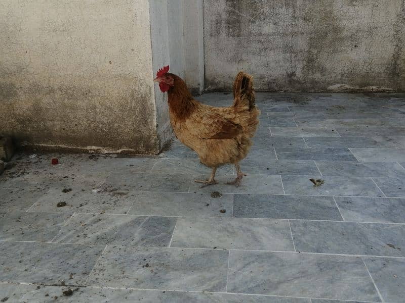 Golden misri hen and cock 3