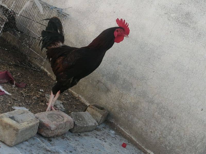 Golden misri hen and cock 4