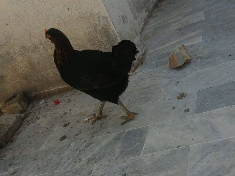 Golden misri hen and cock 5