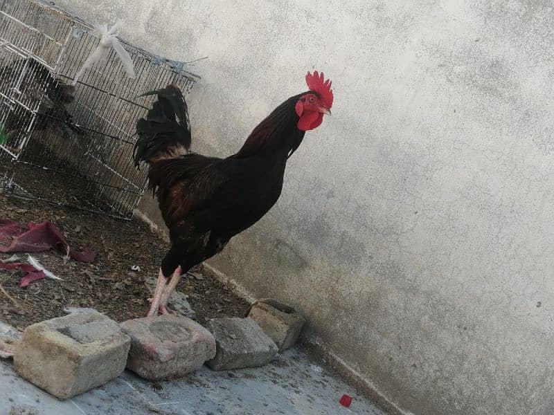 Golden misri hen and cock 6