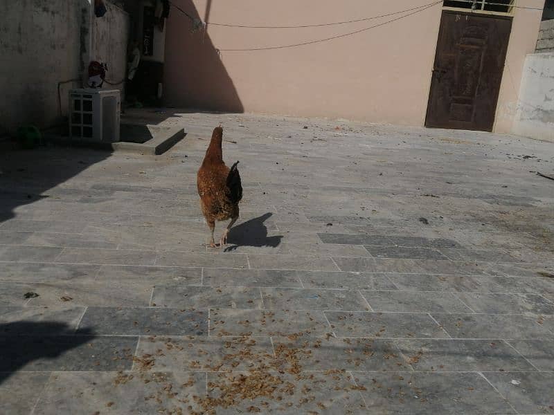 Golden misri hen and cock 8