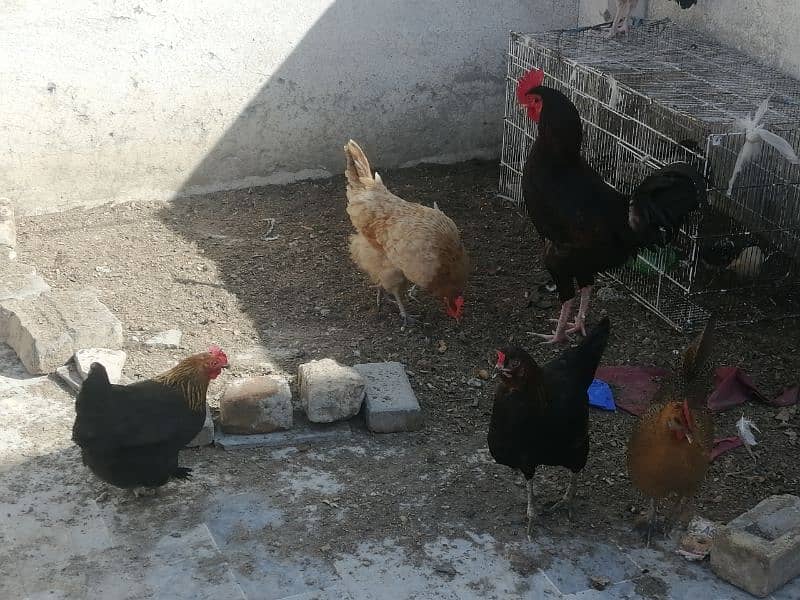 Golden misri hen and cock 9