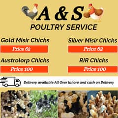 Golden Misri | RIR Chicks | Australorp  chicks