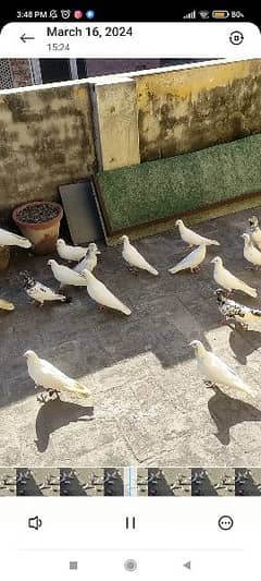 high flyer pigeons trained breeder pairs