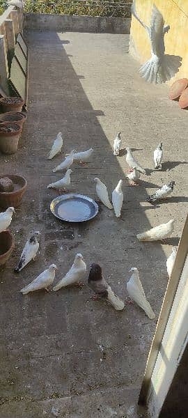 high flyer pigeons trained breeder pairs 3