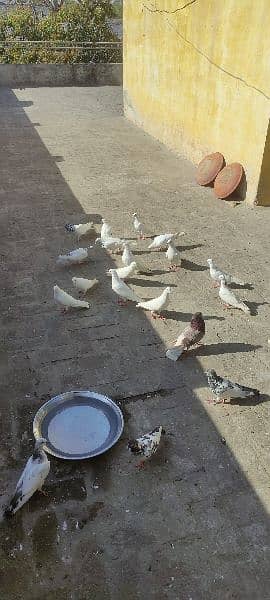 high flyer pigeons trained breeder pairs 6