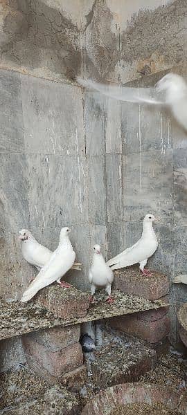 high flyer pigeons trained breeder pairs 7