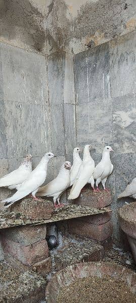 high flyer pigeons trained breeder pairs 9