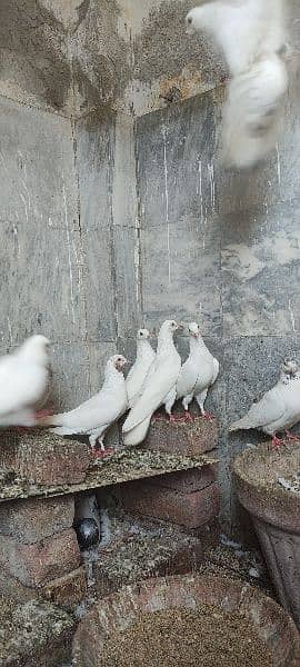 high flyer pigeons trained breeder pairs 10