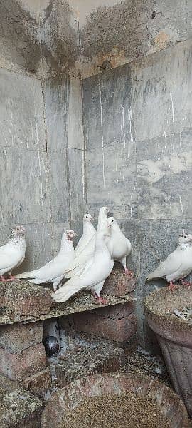 high flyer pigeons trained breeder pairs 11