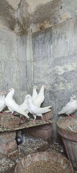 high flyer pigeons trained breeder pairs 12