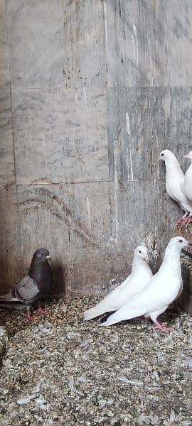 high flyer pigeons trained breeder pairs 14